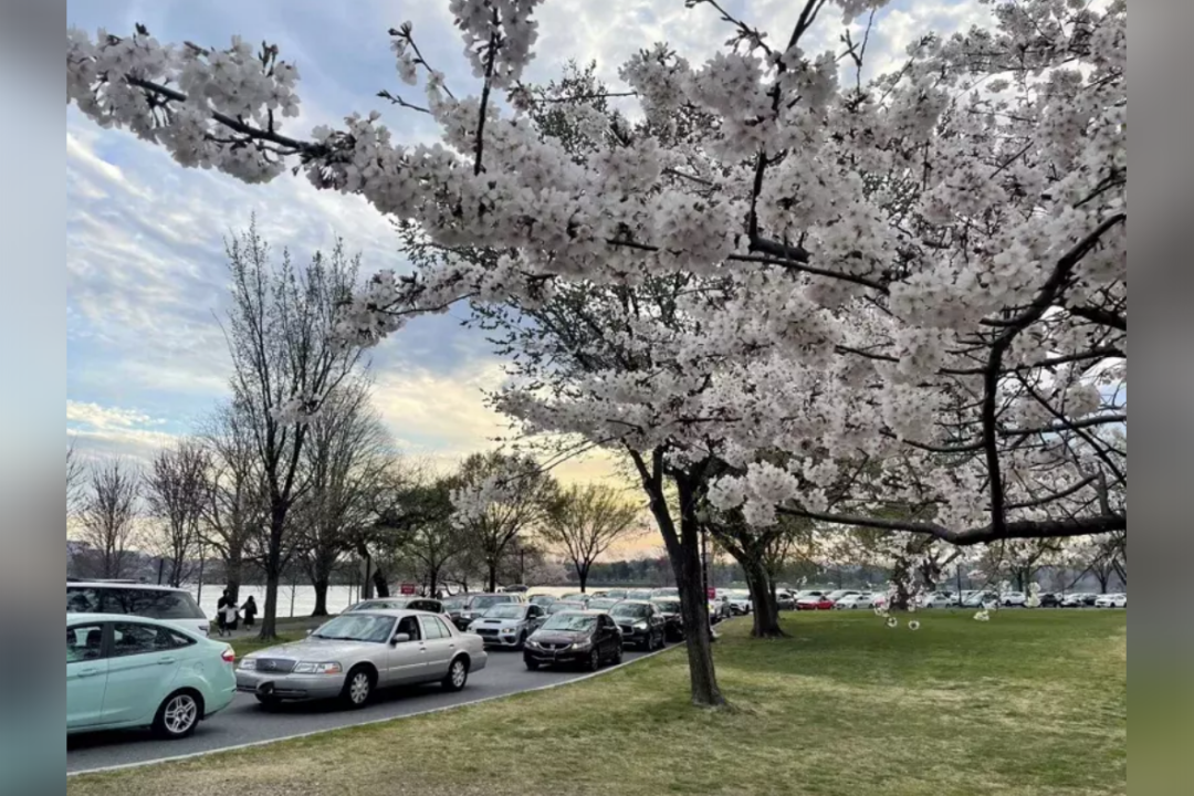 全美游客涌华府赏樱花，潮汐湖畔塞车2小时动弹不得