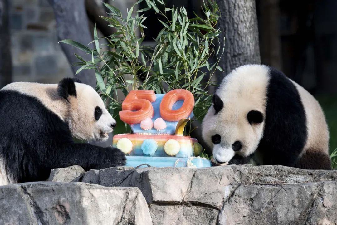 美国国家动物园庆祝大熊猫抵美50周年