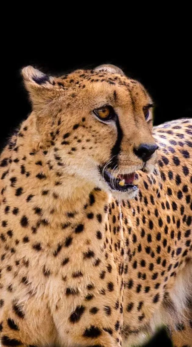 在SD野生动物园穿越非洲：猎豹凶悍，麒麟优雅，妖姬妩媚，袋鼠温情……
