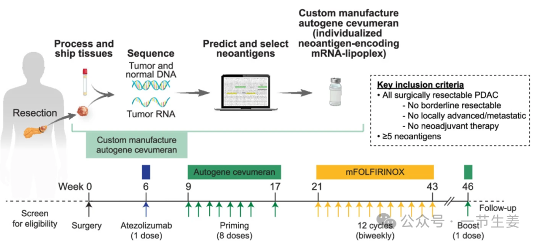 胰腺癌疫苗临床突破：唤醒百年工龄的免疫护卫军