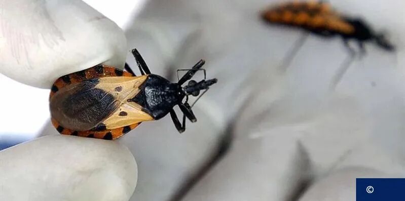 美国30州蔓延这种寄生虫 或致心脏病和中风