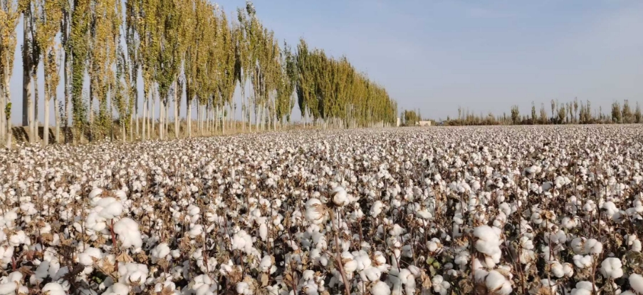 【阿克苏行】智慧水滴滋养棉海 现代农业万象新